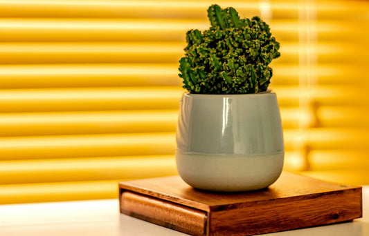 How to Choose the Right Planter for your Houseplants?