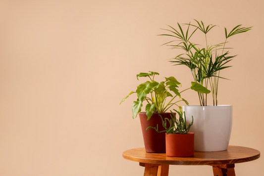 What Are the Different Types of Planters and How to Choose the Right One?