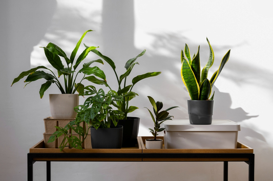 How to Take Care of Indoor Plants: Everything You Need to Know