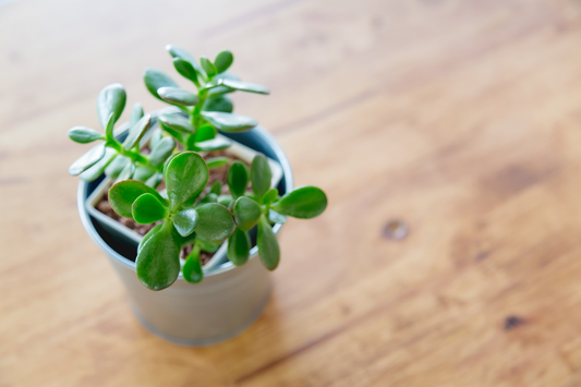 How to Take Care of Jade Plants: Expert Tips You Need to Know