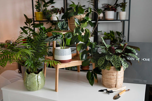 10 Best Indoor Plants for a Healthy Living