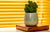 Smart Tips to Choosing the Right Planters for your Living Room