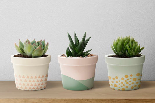 Unique Flower pot designs to Enhance Your Home Décor in 2024