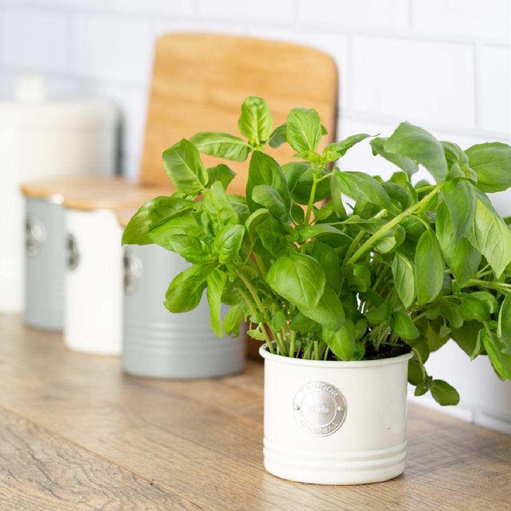 Typhoon 700ml Living Herb Metal Planter Pot, Cream