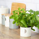Typhoon Living Herb Planter, Cream